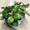 PEPEROMIA 12 CM RED MARGIN 1X6